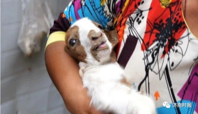 推荐罕见！济南一农户家的母羊生下一只小羊，7条腿8个蹄！