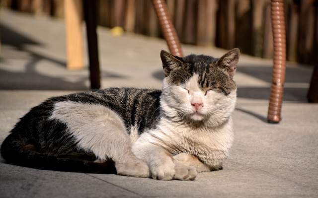 猫界寿命最长的7种猫,第一名属于中国