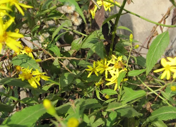 "识得千里光,一世不生疮",千里光是什么植物?早认识早受益