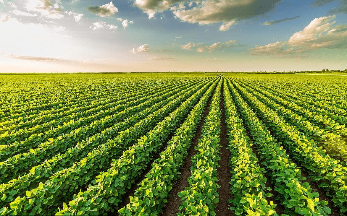 大豆苗期施肥管理,中港万象土传情生根促根,提质增产