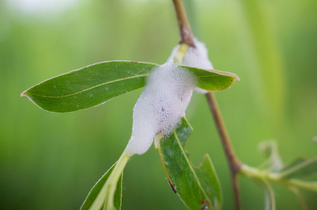 有些植物叶子上有"白色沫沫",老人说它是蛇的口水,这是真的吗