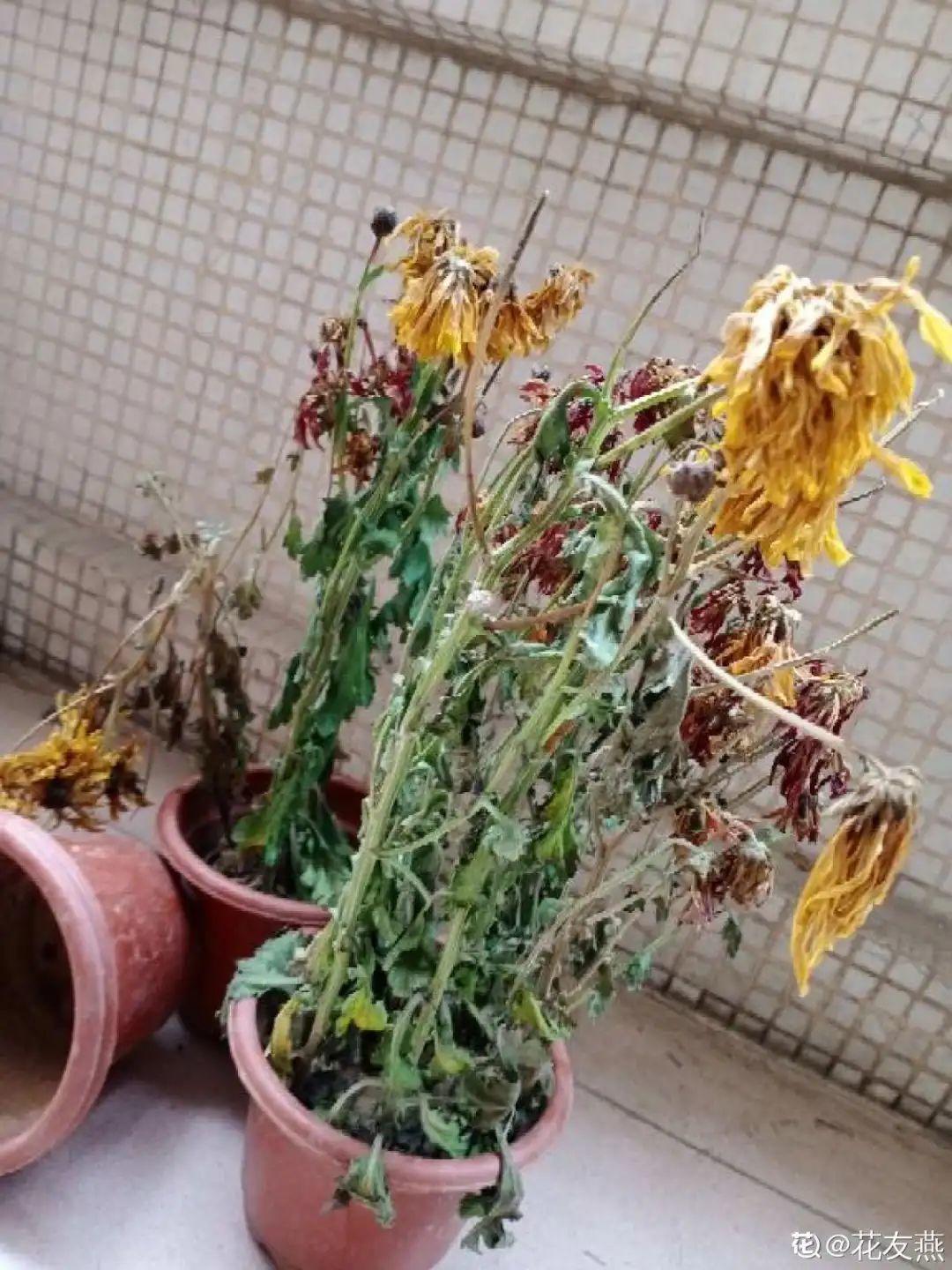 过完年,垃圾桶周围多了不少花,又要开始捡破烂儿了