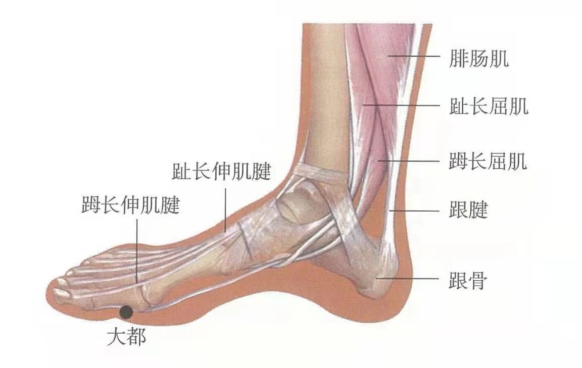 穴位知识:大都,治疗胃脘痛,泄泻之要穴