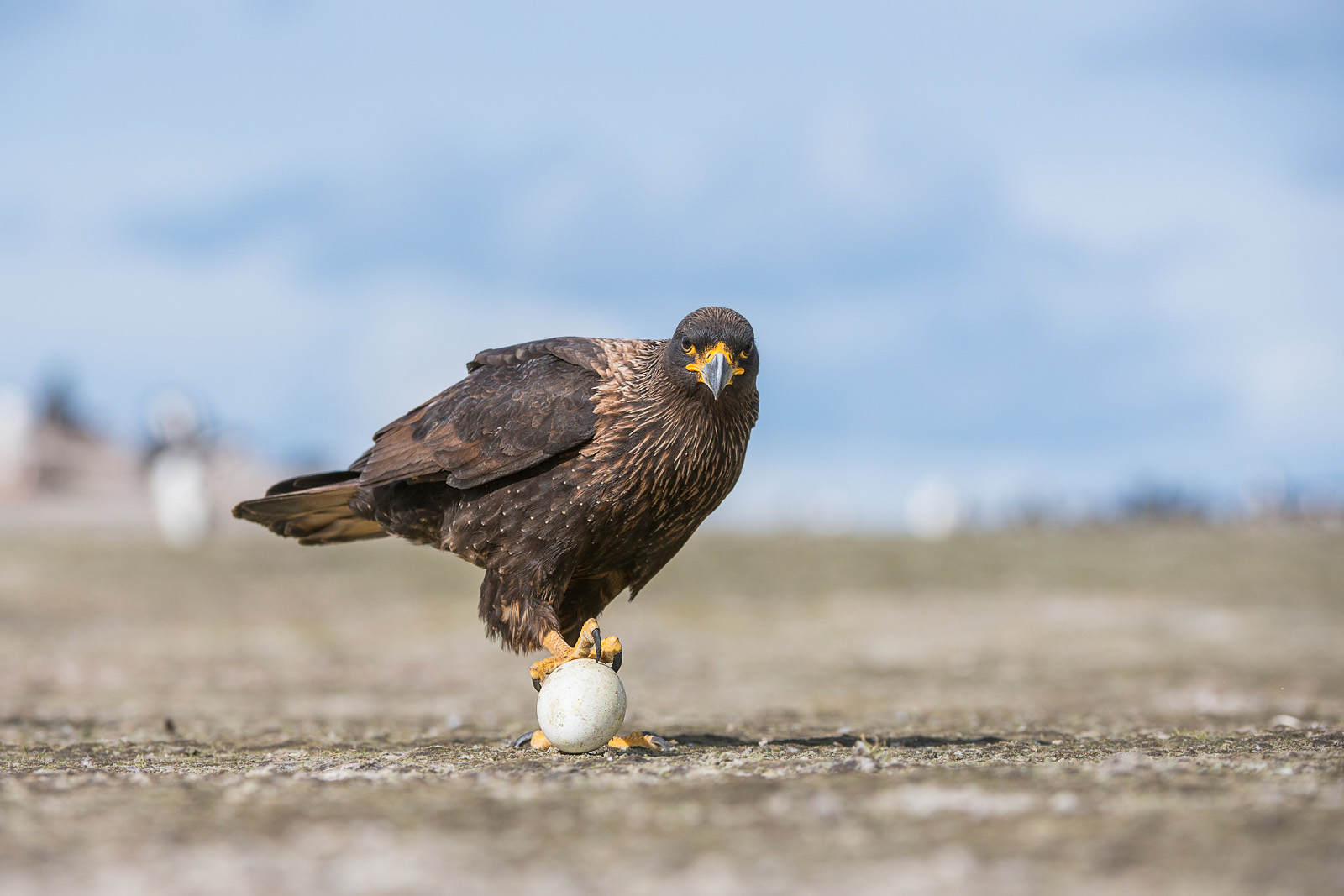 红腿巨隼,异常聪明的猎鹰正统治着遥远国度的岛屿