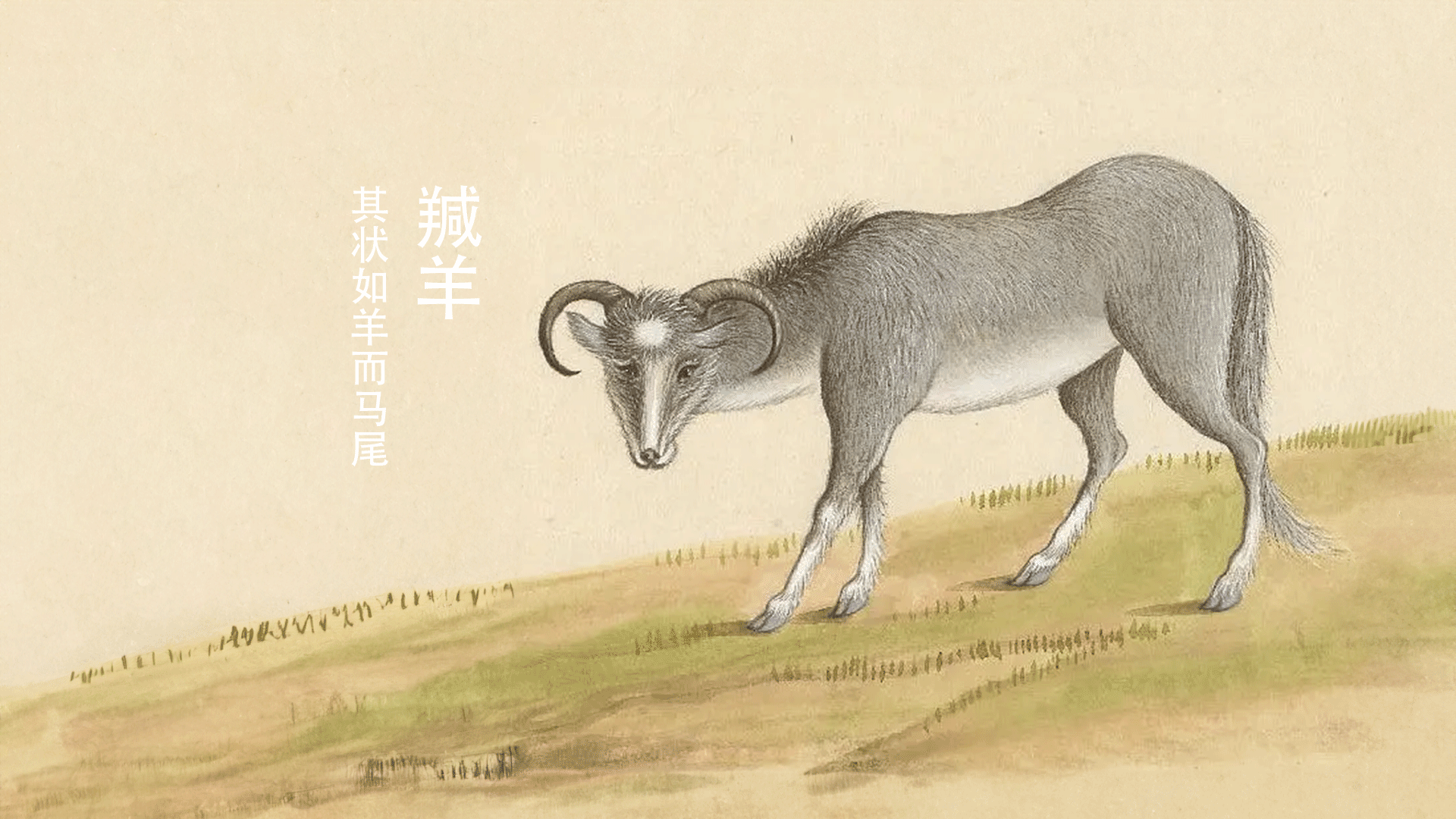 山海经异兽:羬羊,羊身马尾,油脂可治疗干裂的皮肤