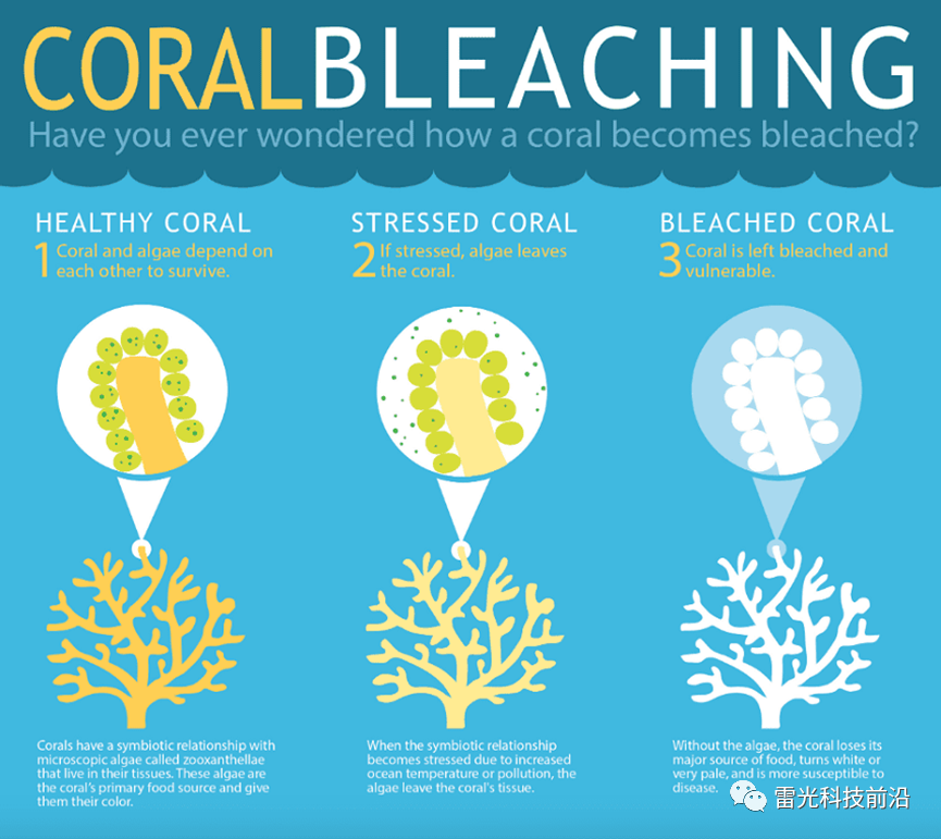 防止珊瑚礁白化措施图片