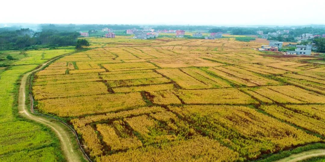 钦北区平吉镇古秀村耕地提质改造旱改水项目水稻收割顺利开展