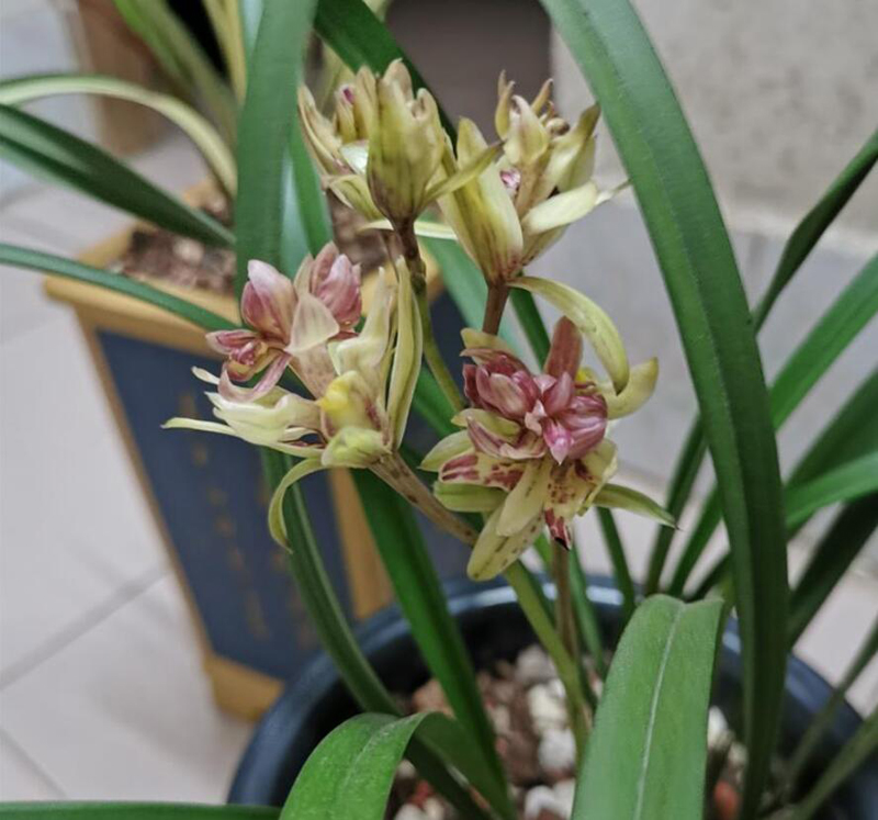 兰花浇水用阿司匹林,提高花期与抗逆能力