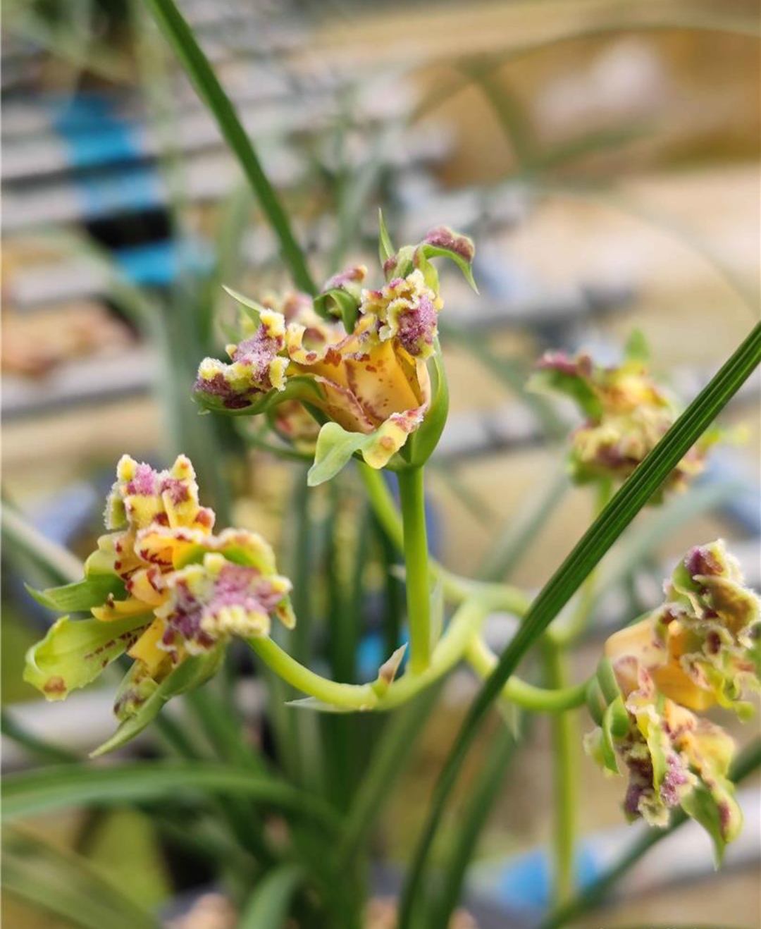 兰花名品:好运牡丹,佳韵奇蝶和天资牡丹三者开品鉴赏