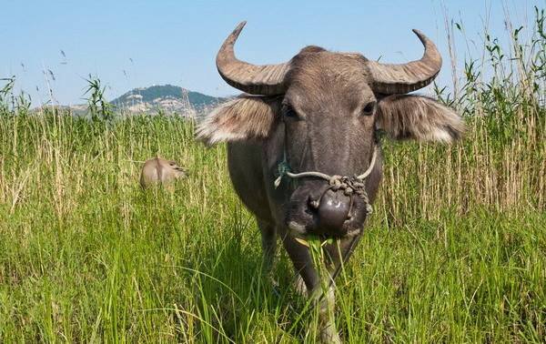 故事:广西老农自爆家中隐秘,老水牛夜晚拉灯绳,专家查明真相