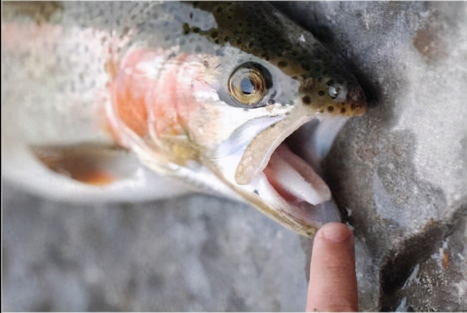 被縮頭魚蝨科成員寄生,是這條魚畢生的噩夢