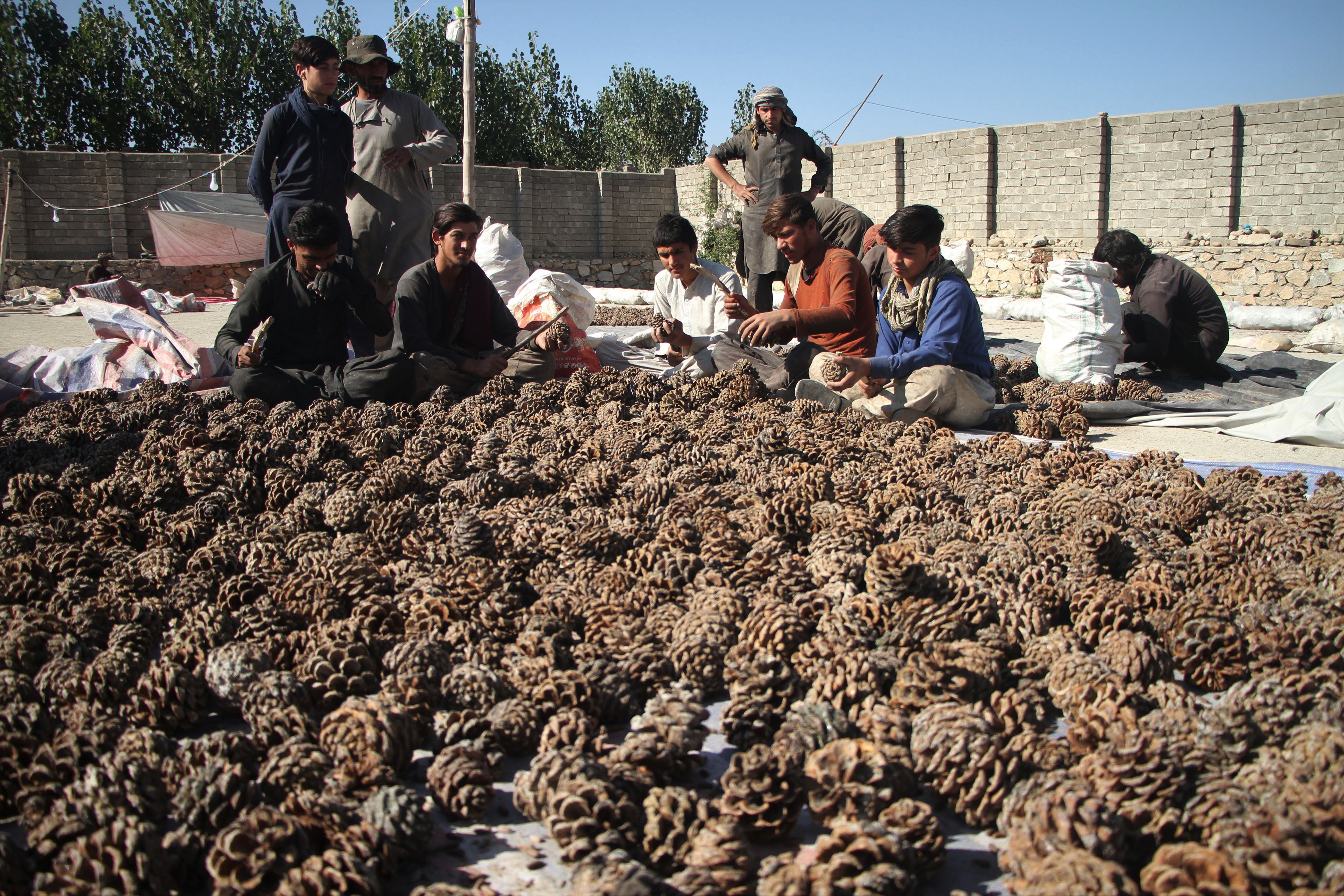 阿富汗:松子成熟的季节