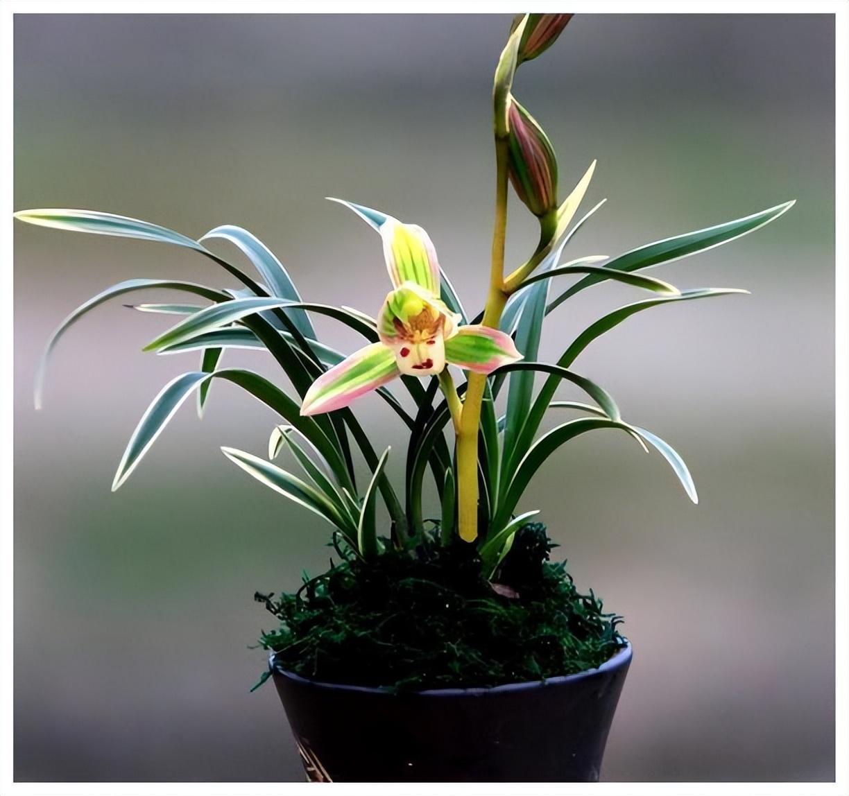 建兰浓香金边精品"帝王妃"花色罕见,兰香浓郁,花开后满屋皆香