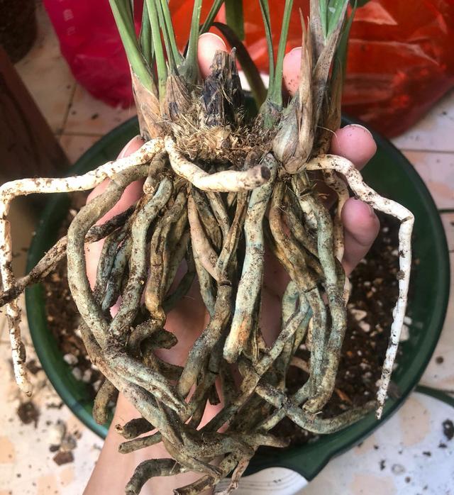 恶霉灵很适合兰花使用,用对方法,兰花一年不生病