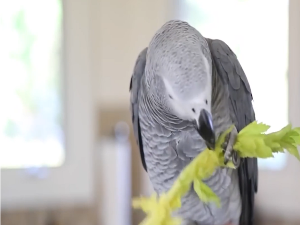 纪实:老人临终前,养了25年的鹦鹉突然飞到身旁说了句话让人落泪
