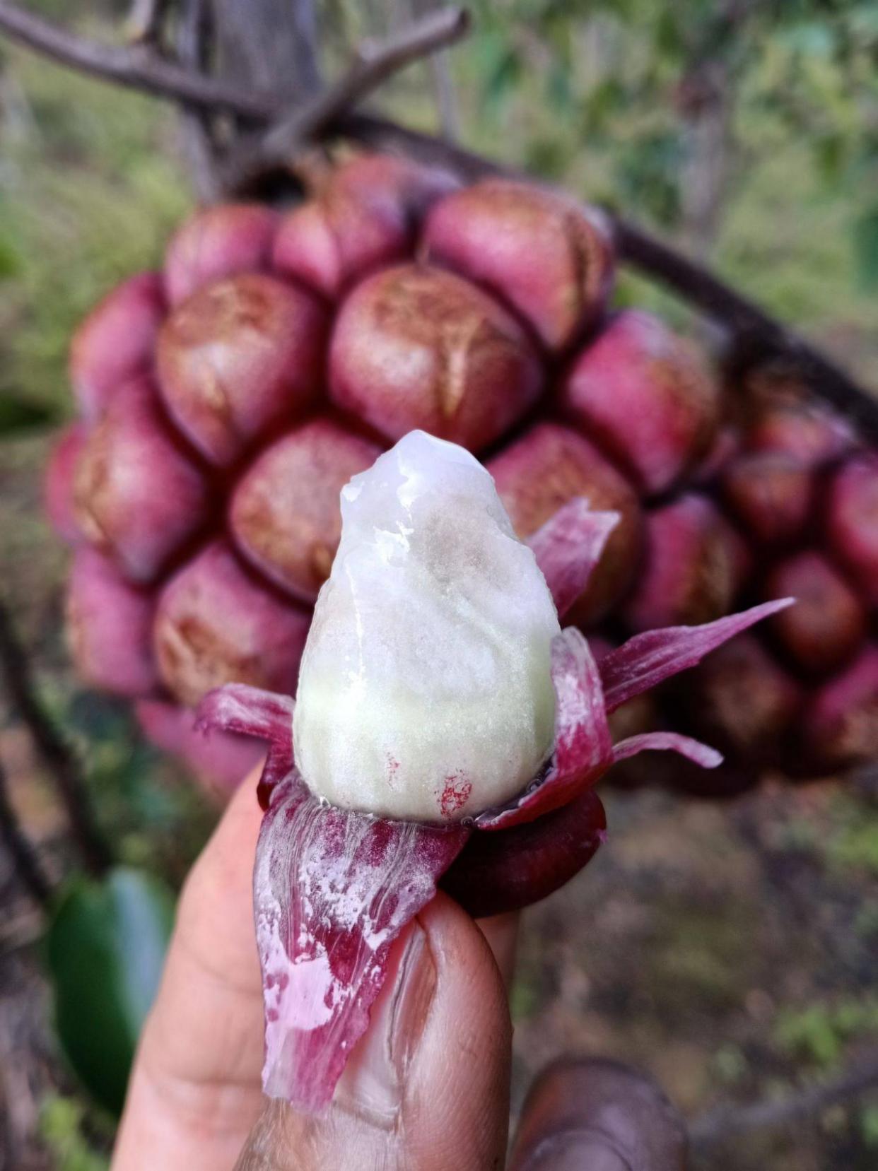 这种野生水果,经过研究,营养丰富,种植在家中,也是不错的选择