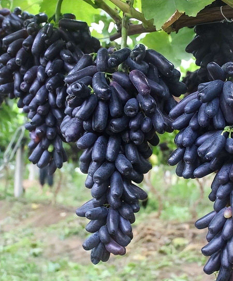 蓝宝石葡萄 花期图片