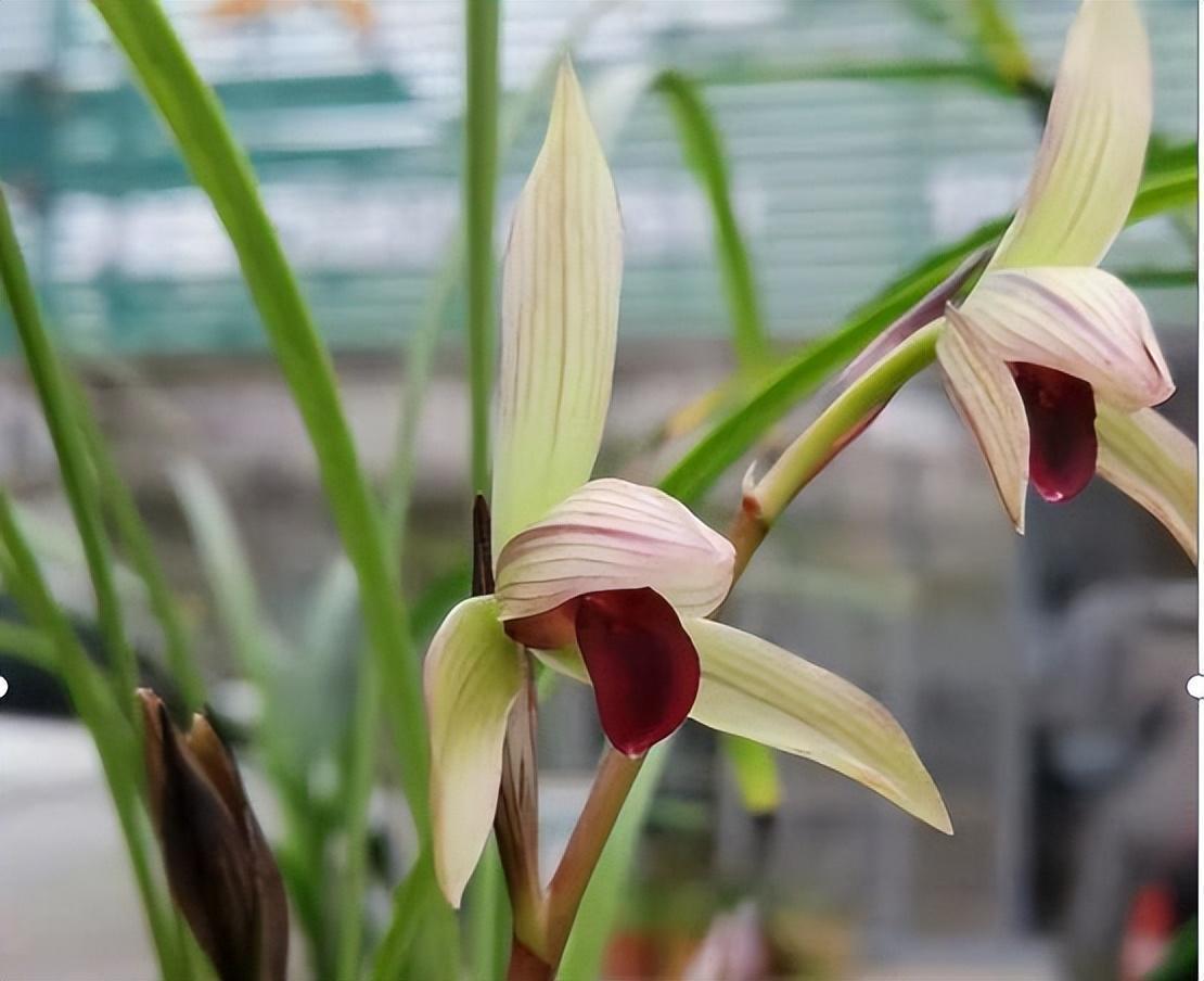 云南兰花的"名片"滇红素,顶级红素,兰香四溢,新手也能养的好