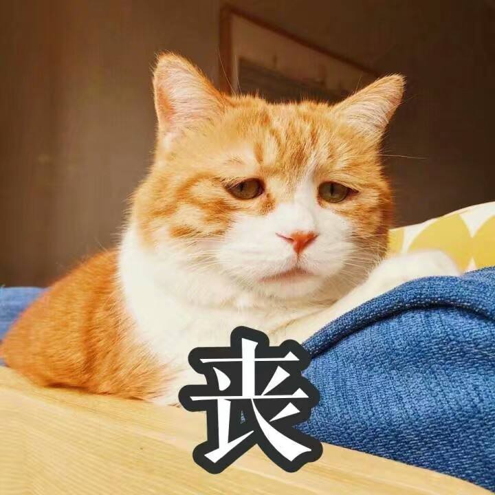 盘点5种不适合家庭饲养的猫,真的让人崩溃,养得越久越心累