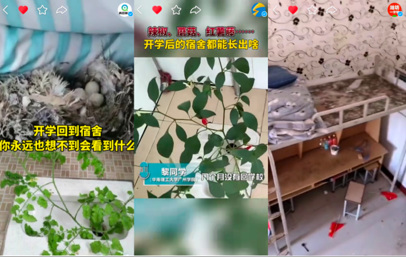 宿舍有老鼠 332159d685abd75d9beb7b02ca440a47.png