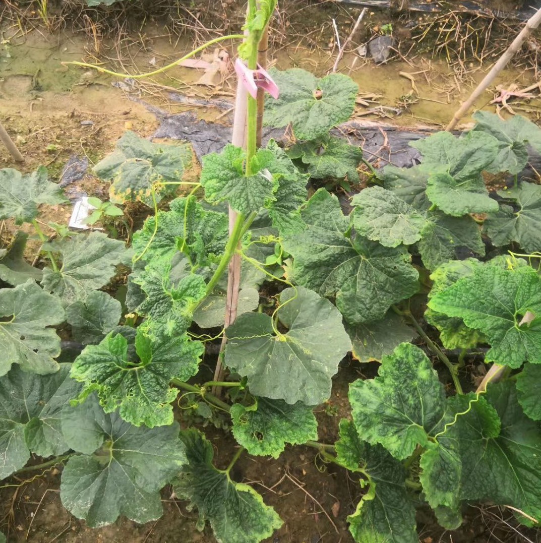 冬瓜发生"病毒病"不知咋办?别慌,防小虫活用药可有效防治