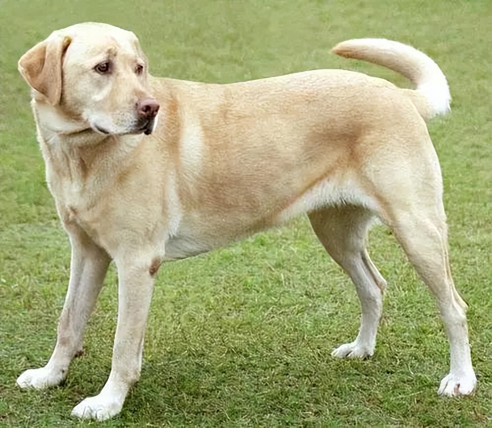 拉布拉多能活几年?有这6个特征的它,已经算是老狗了