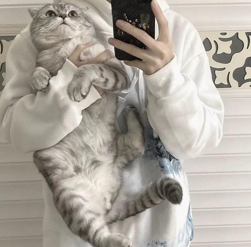 抱猫姿势不对,小心猫咪跟你急!一键get正确姿势