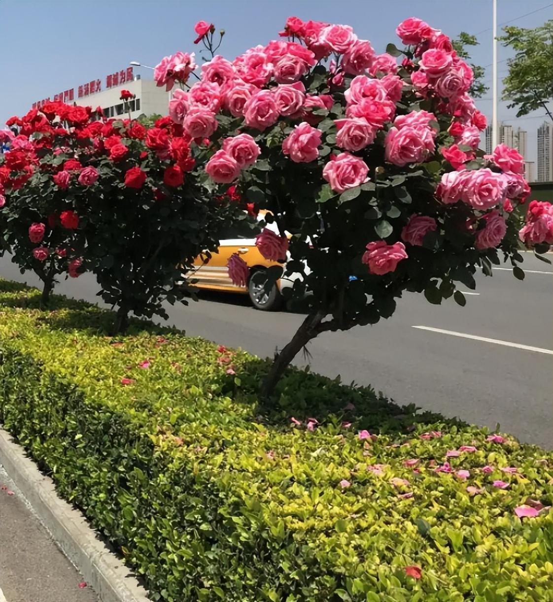 此花树很独特,家中有庭院的,一定要种植两棵,韵味十足