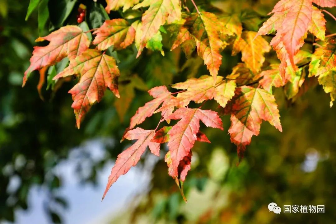 片片红叶舞秋风 大美秋色初登场——茶条槭