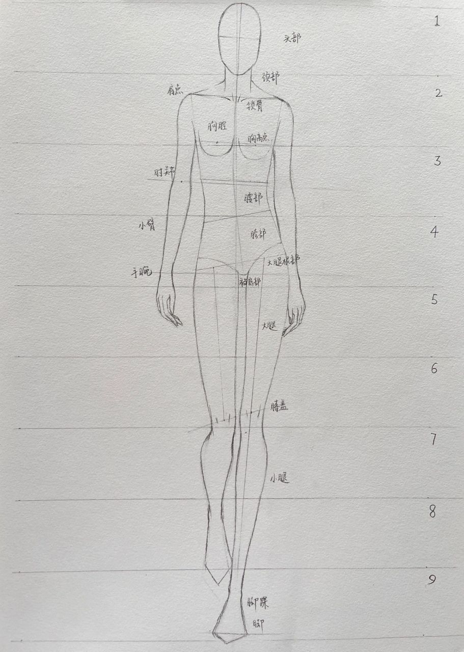 基础的人体动态步骤图来了～ 我们一般画的效果图为九头身,这一比例是