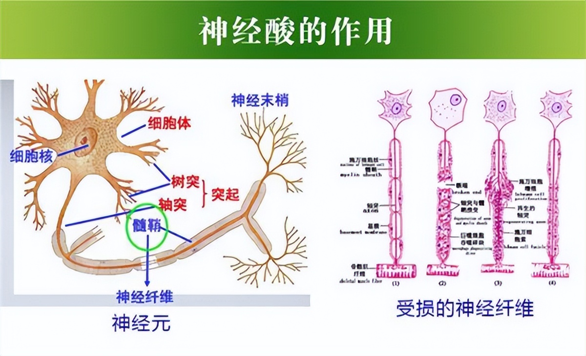 老年人记忆力减退怎么办?带你解读神经酸