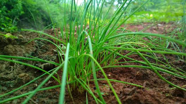 小根蒜又称野蒜,野葱,有"菜中灵芝"的美誉,现在采挖正当时