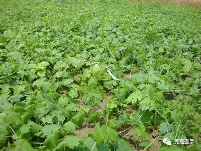 土贝母(大贝母,草贝,假贝母)