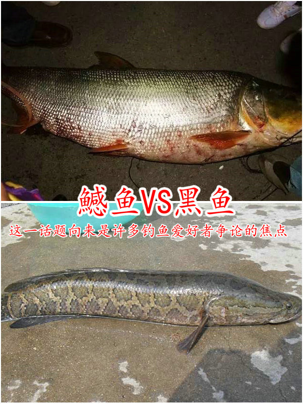 终极对决?长江边成群黑鱼聚集,结果引来鱤鱼捕食