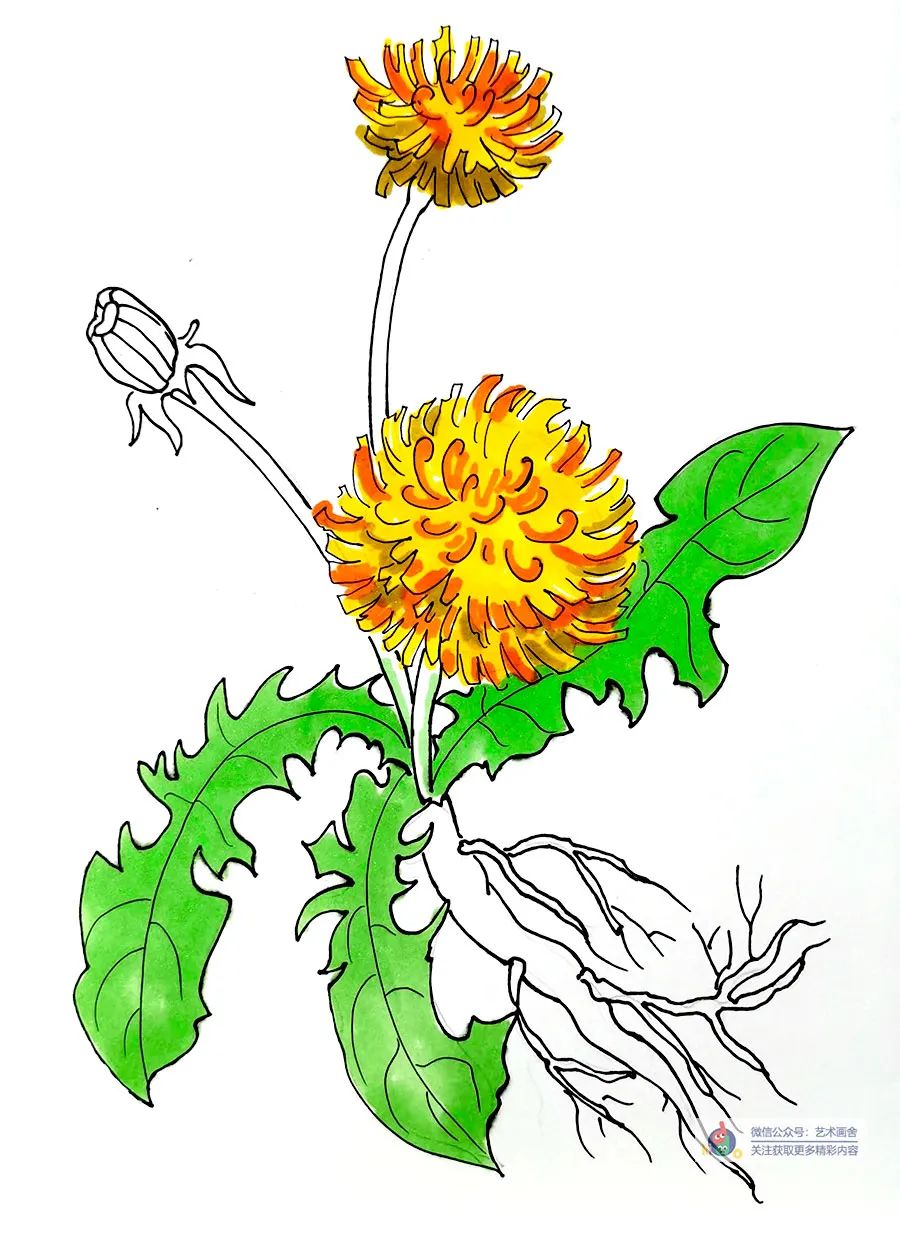 儿童画教程|线描画绽放春日温暖蒲公英花开金灿灿