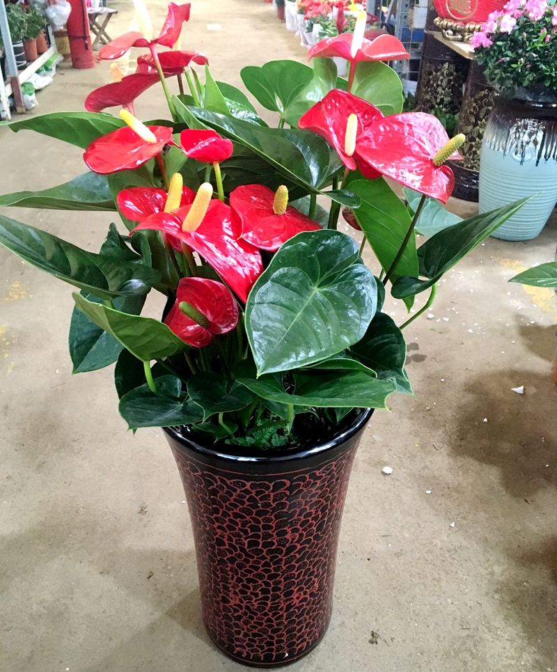 12月末,这些"吉祥花"抓紧买,摆在家里"上档次",也很好养活