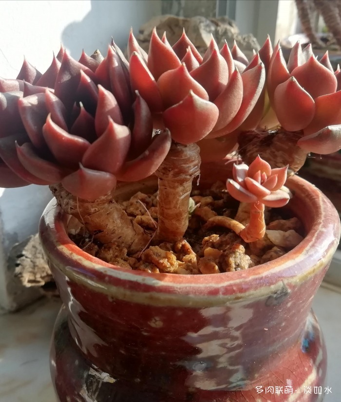 不离不弃的多肉不少,独爱黑王子