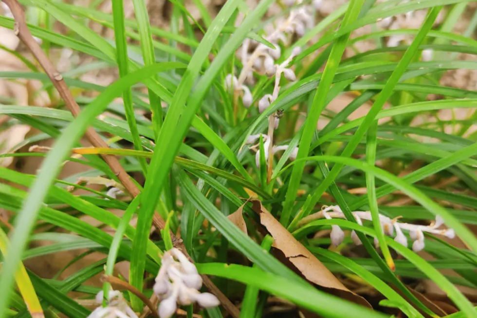 麦冬,又称书带草,有3大作用,价值非凡,农民要了解!