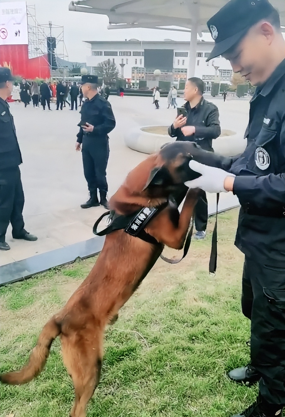 "网红警犬"巴万:流浪狗逆袭成公务员,网友:亲眼看它考上编制