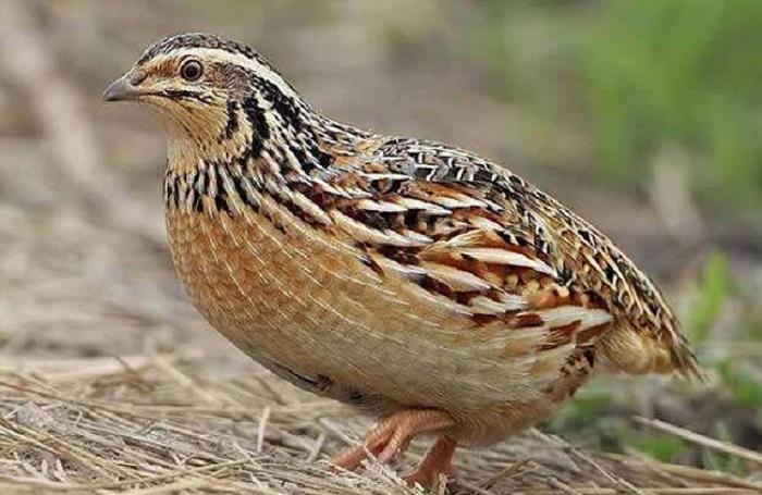 家里养鹌鹑,可以吃什么食物?