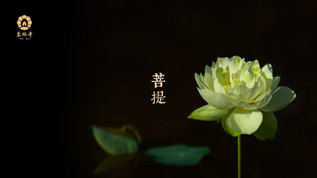 庐山东林寺莲花壁纸来啦!电脑,平板,手机版本都有哦!