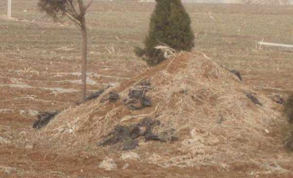 农村殡改新规!取消土葬以外,这种东西一律禁售!一地率先实施!