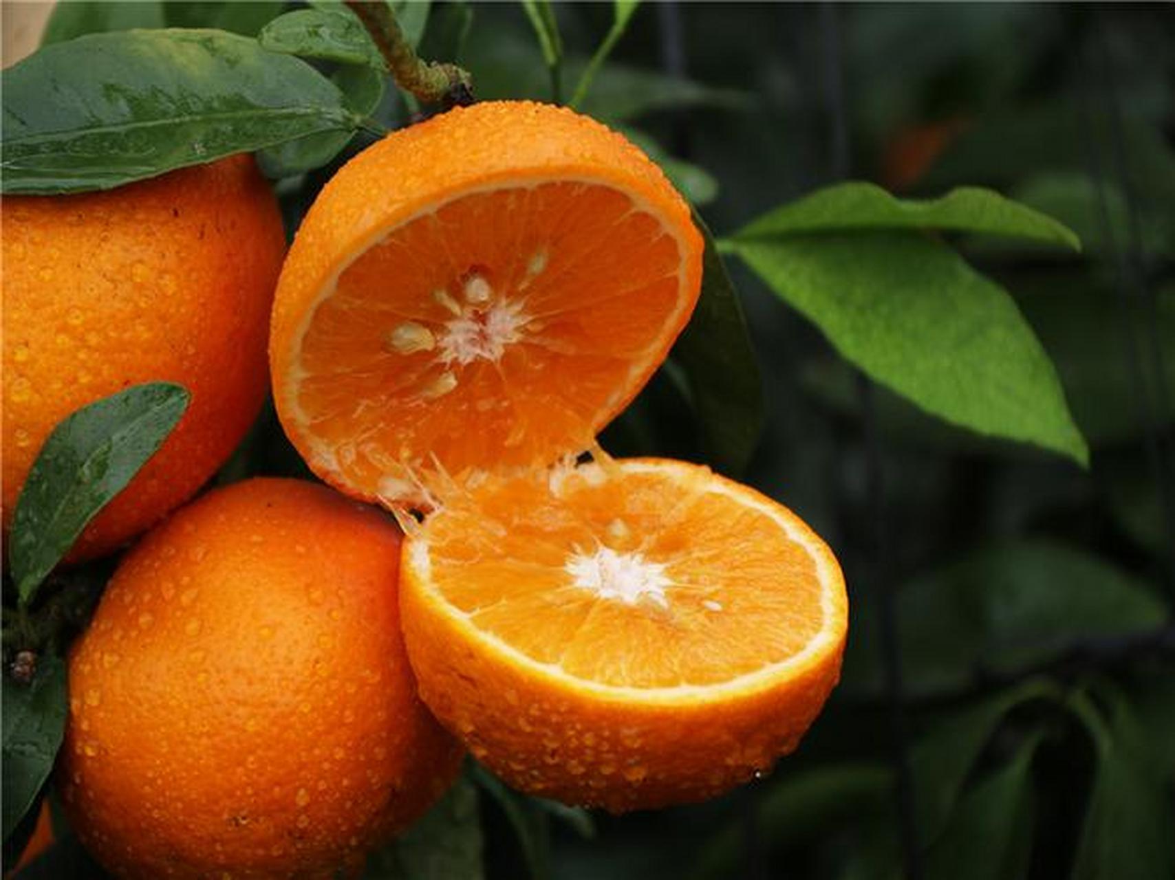 紫阳金钱橘,犹如一颗小巧而精致的宝石,其皮薄如纸,籽少如星,香气则如