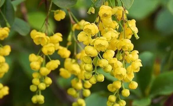 赞美米兰花花语 米兰花生态习性有哪些?