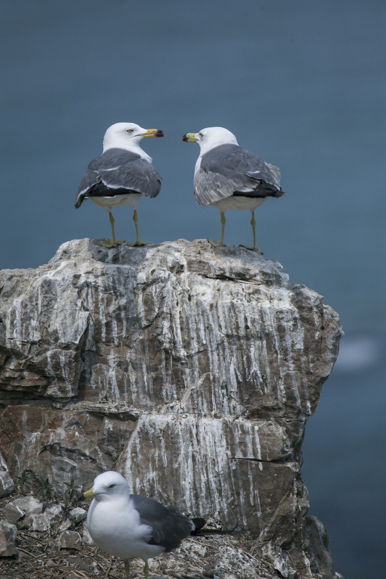 鸥恋你育幼崽我去觅食丨首次披露海鸥的爱情家庭生活