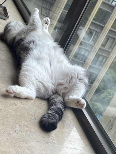 猫咪肚皮朝上躺着是什么意思