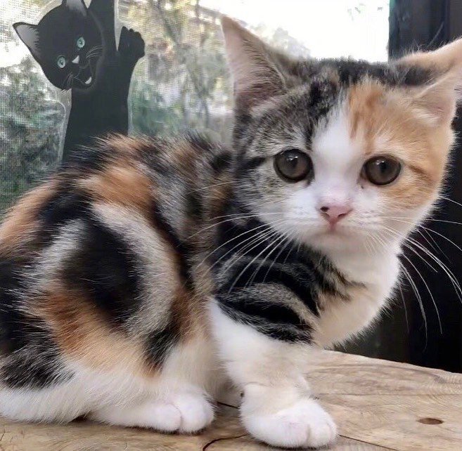 哭诉:养"三花猫"才12个月,我就彻底讨厌猫了!