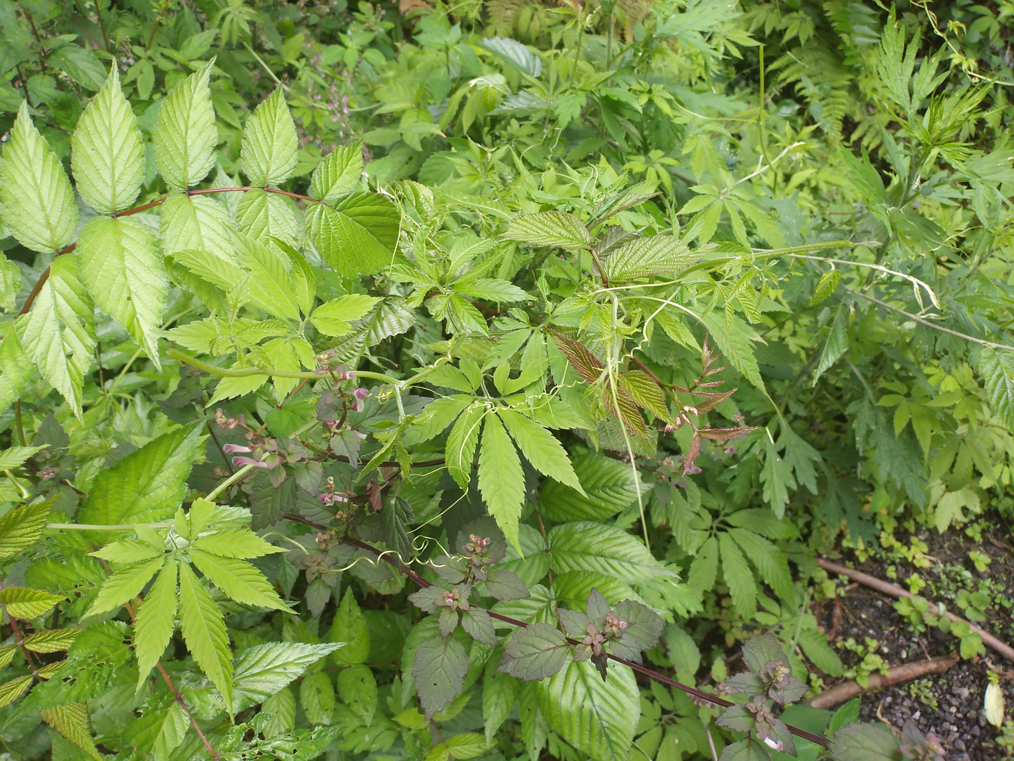 漫山遍野的母猪草:突然成了长生不老药