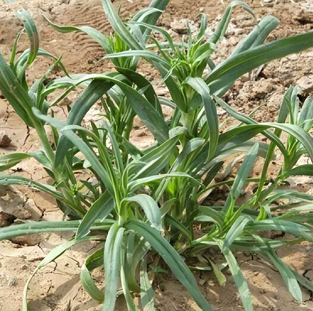 面条阔野菜吃法大全图片