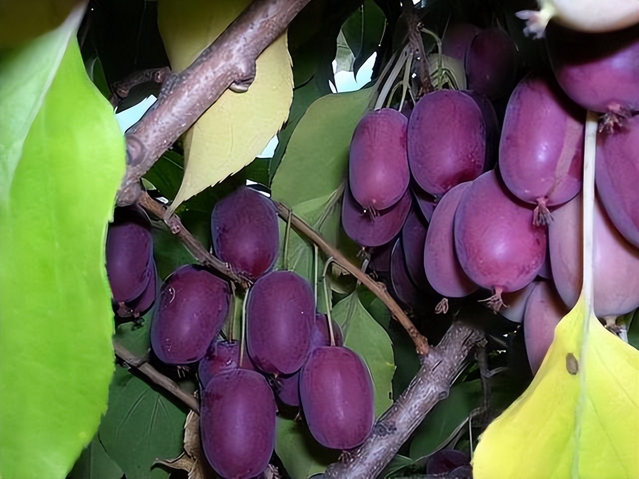 路边树上结紫色果子图片